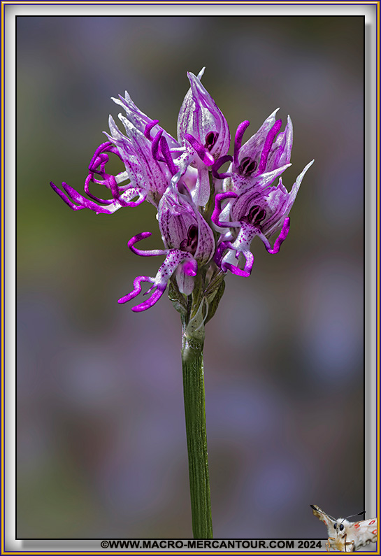Orchis Singe